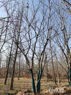 11公分(5杆)丛生朴树