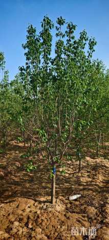 15公分暴马丁香