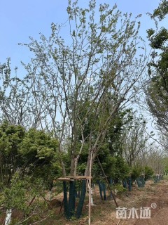 60公分(5杆)丛生朴树