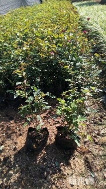 高度30厘米月季