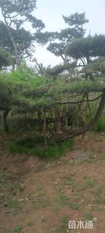 19公分造型油松