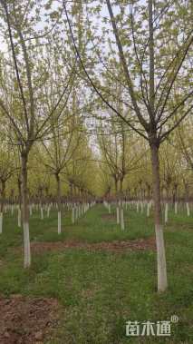 14公分金叶复叶槭