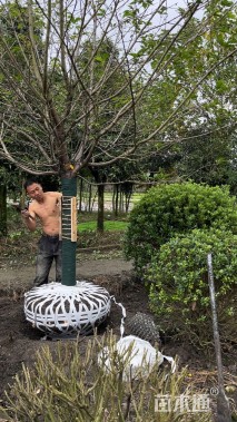 15公分日本早樱