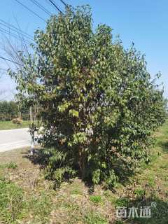 高度400厘米丛生大叶女贞