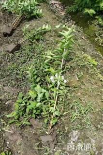 高度50厘米溲疏