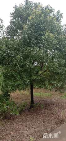 15公分香樟
