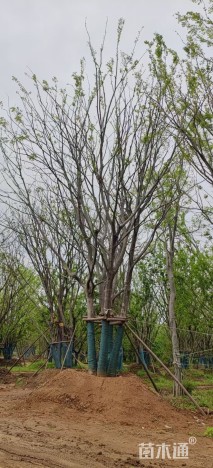 100公分(5杆)丛生朴树