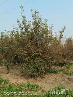 高度700厘米丛生五角枫