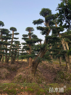 30公分造型榆树