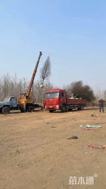 12公分彩叶豆梨