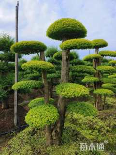 40公分造型亮晶女贞