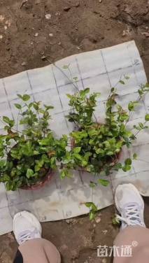 20厘米花叶络石