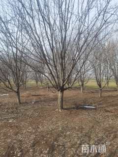 25公分绚丽海棠