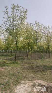 8公分金叶复叶槭