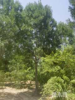 17公分秋紫白蜡