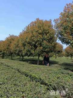 13公分红叶石楠