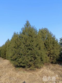 高度400厘米白皮松