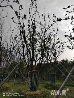 90公分丛生乌桕