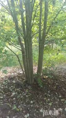 高度1000厘米丛生美国红枫