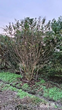 高度350厘米丛生紫薇