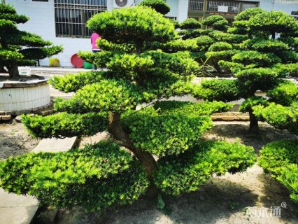 15公分雀舌罗汉松