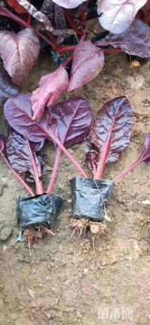 高度20厘米红叶甜菜