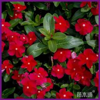 长春花种子长春花种子