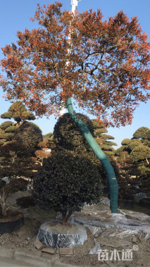 高度600厘米黄杨