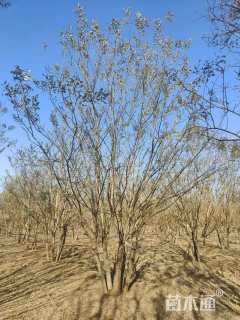 高度710厘米丛生国槐