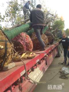 18公分黄山栾树