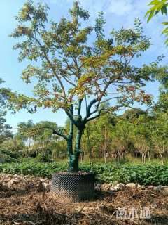 18公分红果冬青