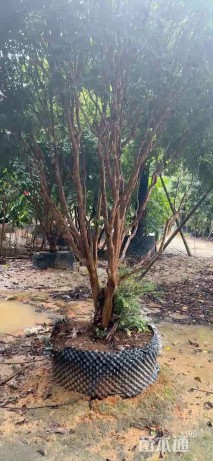 高度400厘米嘉宝果