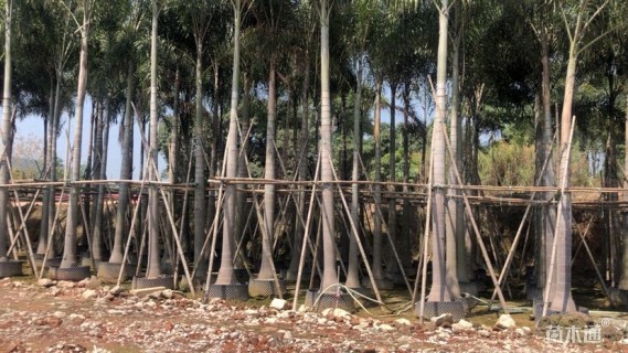 裸干高200厘米二枝棕