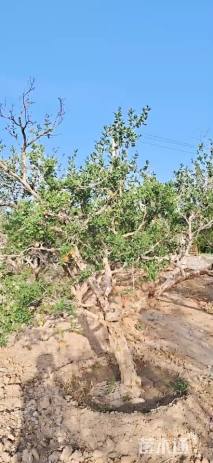 高度280厘米花石榴