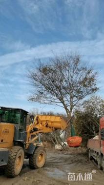 70公分丛生榔榆