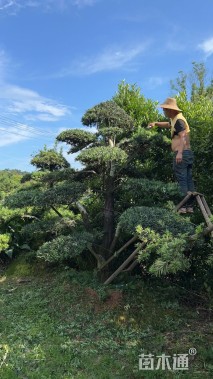 容器苗造型罗汉松