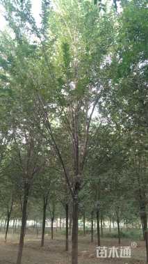 15公分榆树