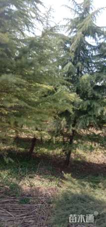 高度600厘米雪松