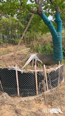 45公分丛生乌桕