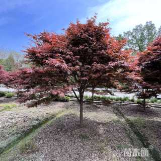 高度250厘米三季红红枫