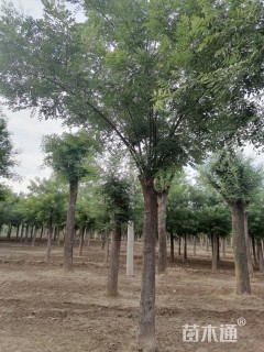 20公分国槐