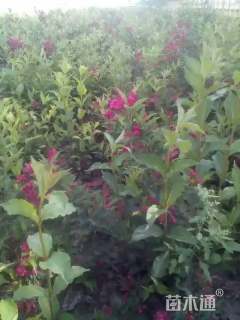 高度1000厘米红王子锦带