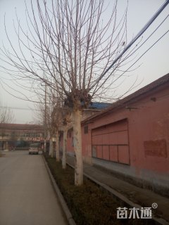 25公分速生法桐