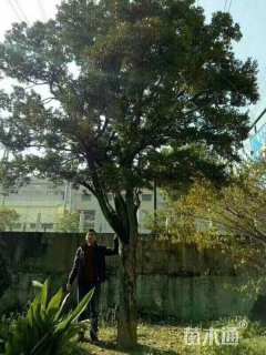 高度400厘米瓜子黄杨