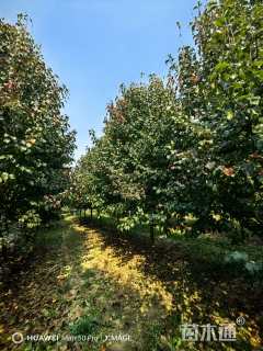 20公分彩叶豆梨