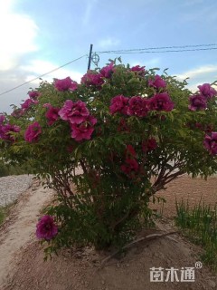 高度150厘米牡丹