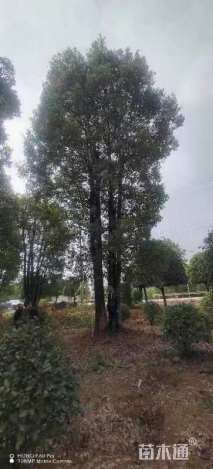 50公分丛生香樟