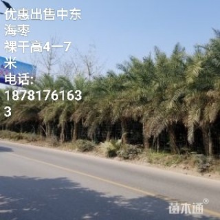 裸干高200厘米中东海枣