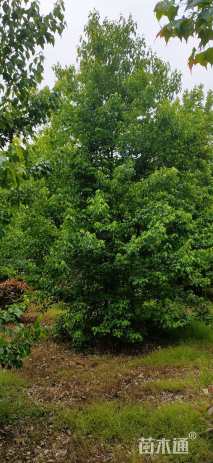 11公分丛生朴树