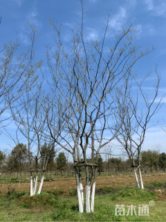 12公分丛生朴树